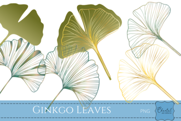 Designing with Nature: The Allure of Ginkgo Leaves PNG Clipart