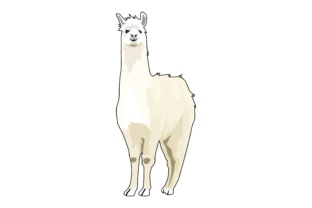 The Unmistakable Charm of Llama Illustrations